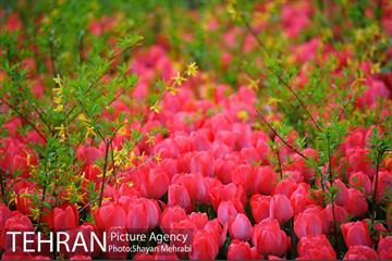 روش گل های لاله در باغ ایرانی 18