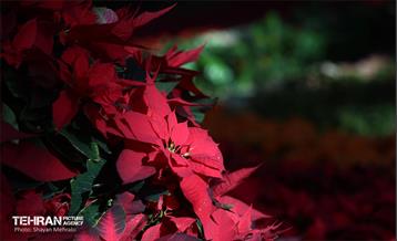 بیستمین نمایشگاه بین‌المللی گل و گیاه 44