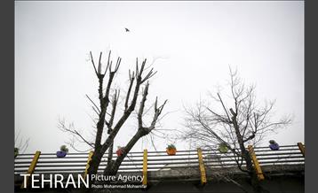 استقبال از بهار در خیابانهای تهران 31
