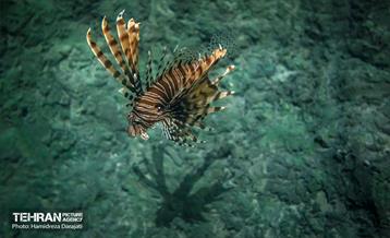 اقیانوس پارک  1