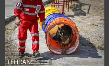 سگ های آنست 4