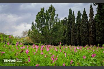 باغ گیاه‌شناسی 38