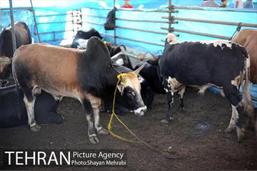 بازدید معاونین شهردار از جایگاه های عرضه دام زنده 15