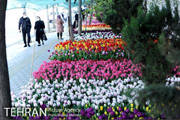 پیاده راه لاله مادران 28