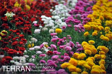 شانزدهمین نمایشگاه بین المللی گل و گیاه تهران - 2 20