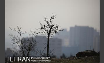آلودگی هوای پایتخت 14