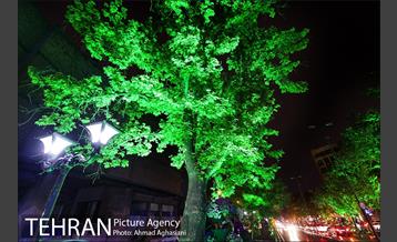 نورپردازی درختان بلوار میرداماد 15