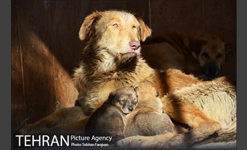 مرکز نگهداری سگ های بدون صاحب  16