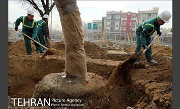 تلاش ویژه شهرداری برای نجات زندگی حدود یکصد درخت اتوبان نیایش 16
