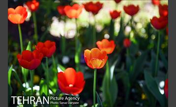 رویش لاله ها در پارک شهر 3