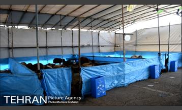 آماده سازی قربانگاه منطقه ۲۰ ( شهرری )  10