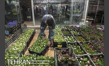 بازار گل شهید محلاتی 18