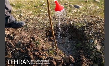 کاشت 2200 اصله نهال در بوستان جنگلی چیتگر 18