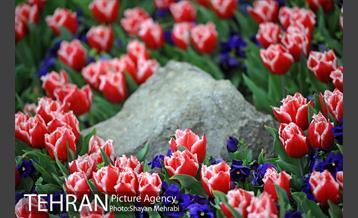 رویش گل های لاله در پارک شهر 44