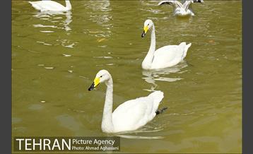 افتتاح اولین "باغچه خبر" در تهران 17