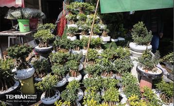 بازار گل شهید محلاتی در آخرین روزهاى سال 15