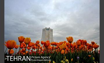 رویش گل های لاله در میدان آزادی 46