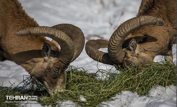 حیات وحش تهران  46