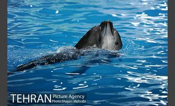 حضور خانواده هاى کارکنان شهردارى تهران در دلفیناریوم برج میلاد به همراه شهردار تهران 29