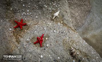 اقیانوس پارک  26