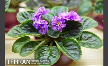 شانزدهمین نمایشگاه گل و گیاه تهران 13