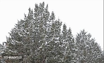 بارش برف زمستانی در بوستان سرخ حصار 19