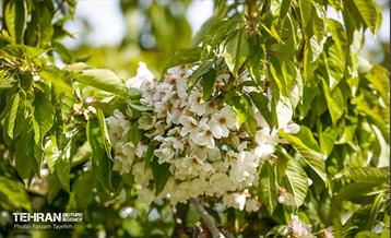 دومین جشنواره شکوفه‌های گیلاس 35