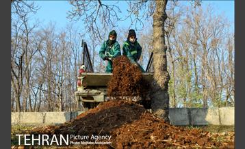 کاشت 2200 اصله نهال در بوستان جنگلی چیتگر 8