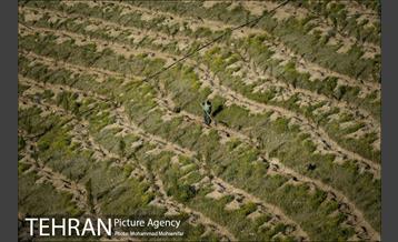 بازدید از پروژه جنگل کاری 1250 هکتاری 10