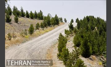 بوستان جنگلی یاس فاطمی 13