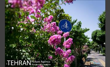 گل های توری 18