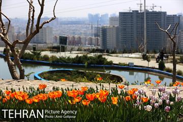 باغ گل لاله های ایرانی در بوستان آبشار تهران‎ 13