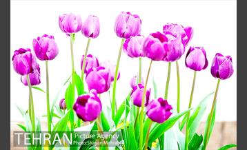 روش گل های لاله در باغ ایرانی 20