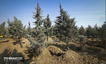 جابجایی اصولی 106 اصله درخت در منطقه 5 شهرداری 6