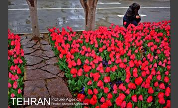 جشنواره لاله‌ها در بوستان زندگی محله هرندی 13