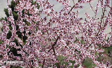 شکوفه‌های بهاری در بوستان سمن‌ها 6