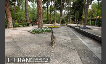 روز طبیعت بدون انسان 6