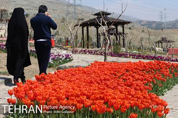 باغ گل لاله های ایرانی در بوستان آبشار تهران‎ 23