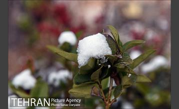 روز برفی در باغ موزه قصر‎ 15