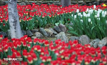 لاله‌ها میهمان باغ ایرانی 47