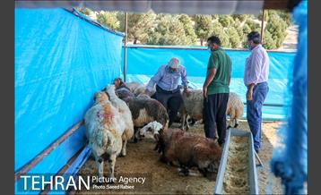 مرکز عرضه دام بهداشتی به مناسبت عید قربان در منطقه 22 تهران 21