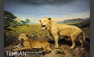 موزه حیات وحش هفت چنار 39