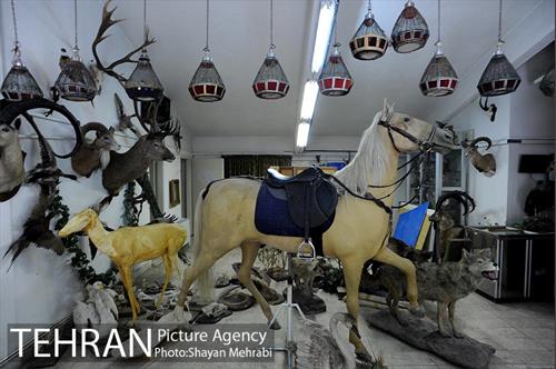 موزه طبیعت و حیات وحش دارآباد تهران 20