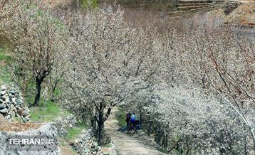 طبیعت بهاری روستای سنگان 16