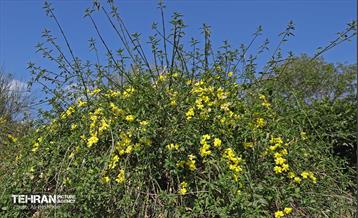 بهار در منطقه 18 31