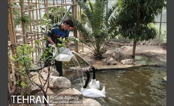 باغ پرندگان تهران 13