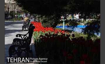 رویش لاله ها در پارک شهر 26