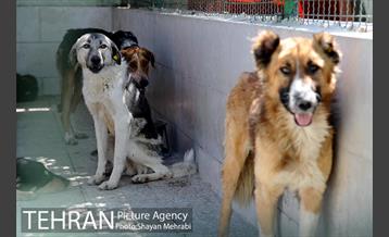 نقاهتگاه سگ های بدون صاحب واقع در آراد کوه 12
