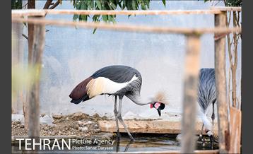 باغ پرندگان 8