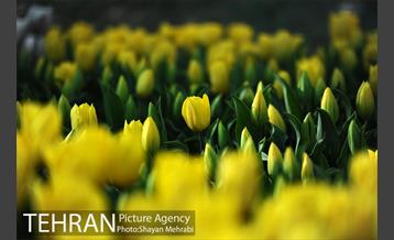 پیاده راه لاله مادران 5